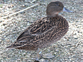 possible Meller's Duck
